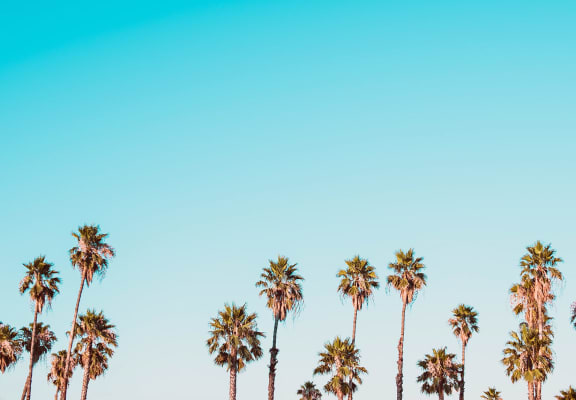 Palm trees with blue skies in the background