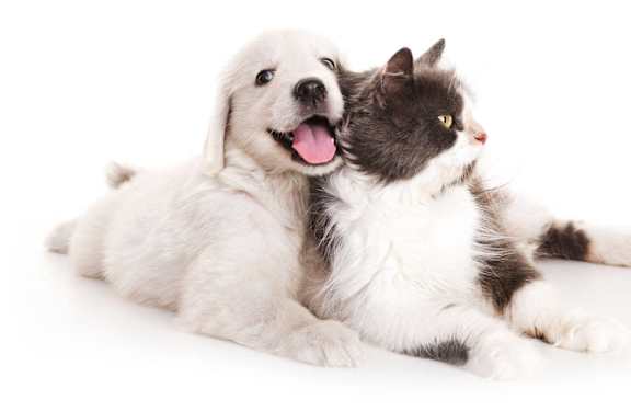 a black dog and a cat on a white background