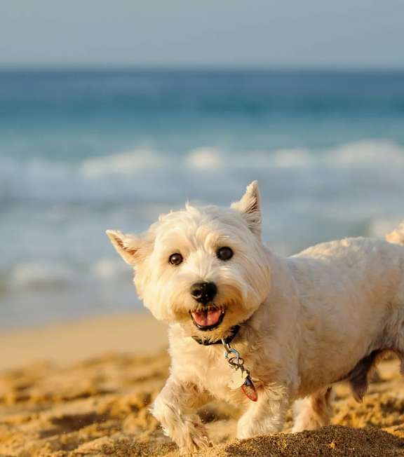 A small white dog with a bandana sits on a wooden bench.