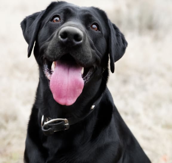 A black dog with its tongue out looking up.