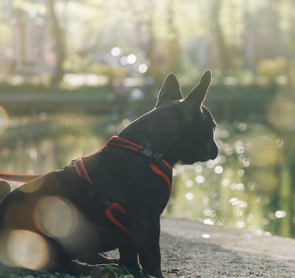 A dog wearing a red harness sits by a body of water.