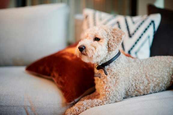 a dog laying on a couch with a pillow
