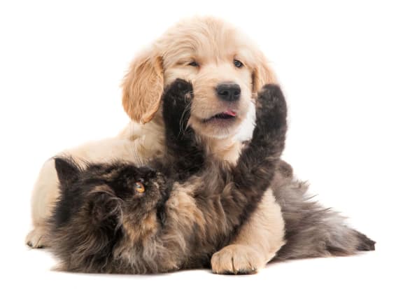 a black dog and a cat on a white background