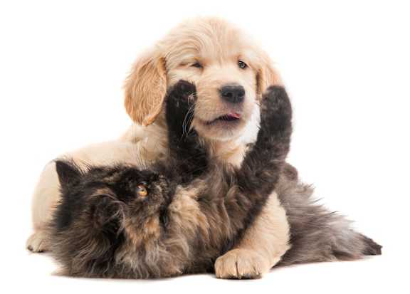 a black dog and a cat on a white background