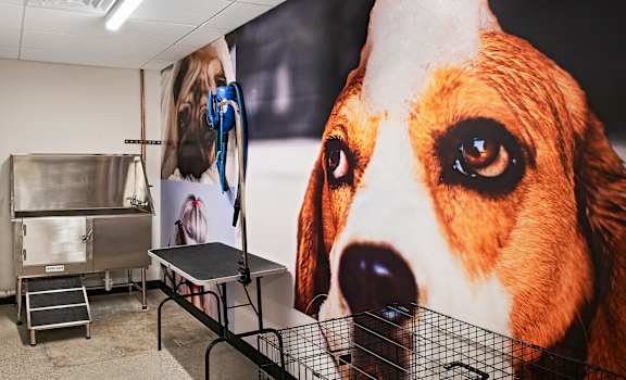 a large mural of a dog with a dog leash in front of it