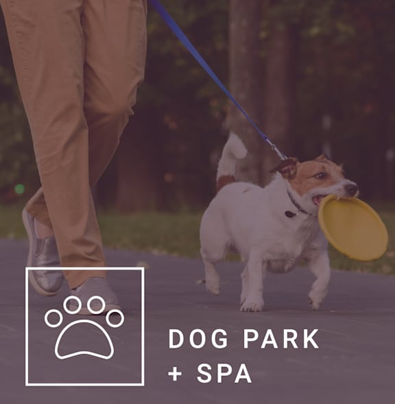 A dog is playing with a frisbee at a dog park. at Adler Montford Park + Drexel Townes, Charlotte, NC, 28209