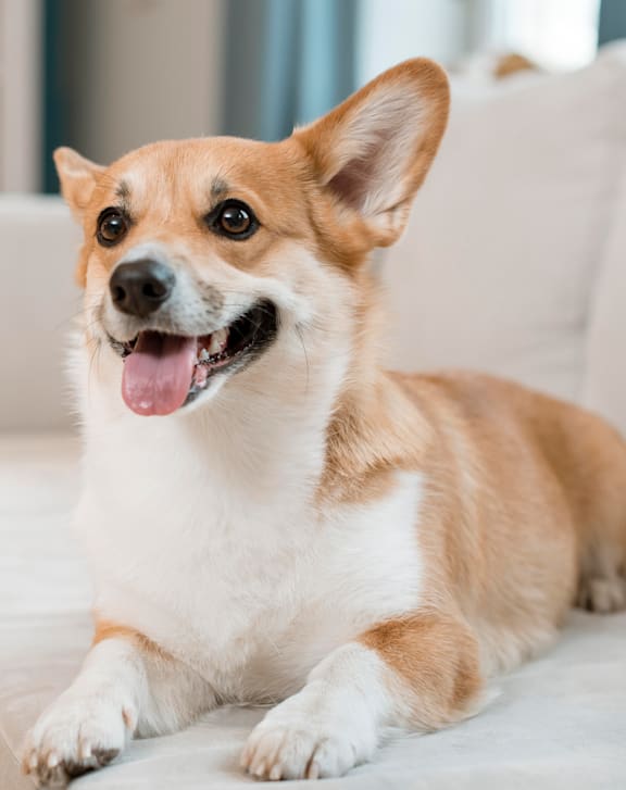 A corgi dog is sitting on a white couch with its tongue out.