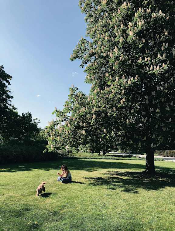 A woman and a dog are sitting on the grass under a tree.
