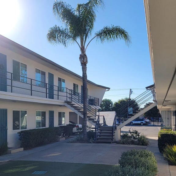 a palm tree in the courtyard of a hotel