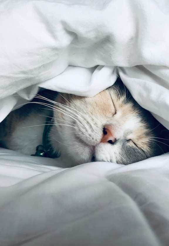 a cat sleeping under a blanket
