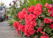 Thumbnail 3 of 7 - a flower bed on the side of a street with red flowers