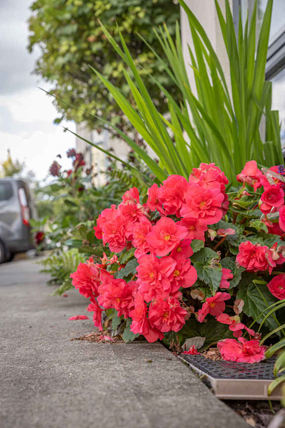 a flower bed on the side of a street with red flowers