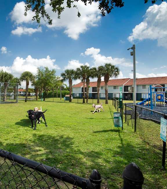 A dog park with several dogs playing and a fence surrounding the area.