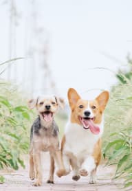 Two dogs running on a path surrounded by greenery. at The Aviator, Renton, 98055