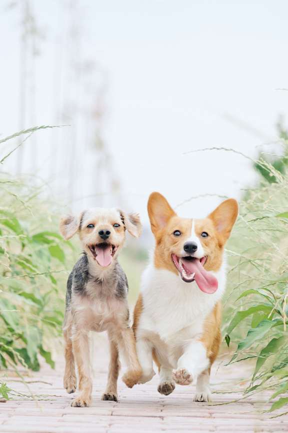 Two dogs running on a path surrounded by greenery.