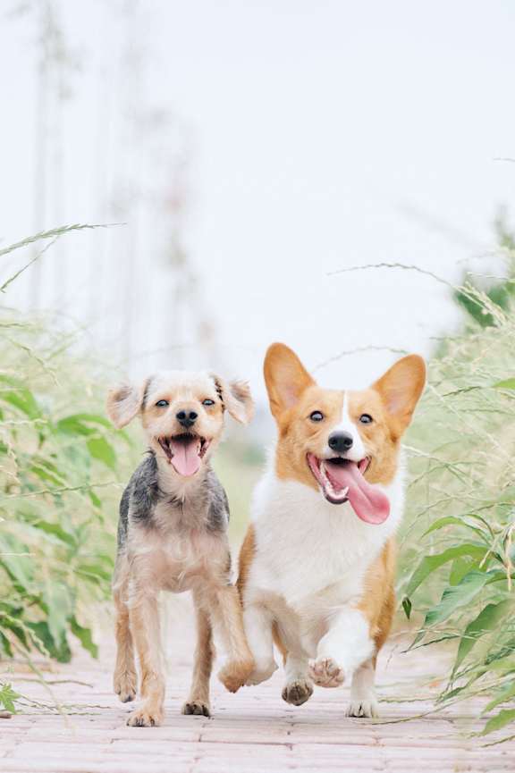 Two dogs running on a path surrounded by greenery at Bridge City, Portland, OR