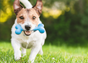 Thumbnail 2 of 5 - A dog is running with a blue bone in its mouth.