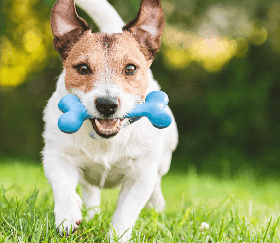 A dog is running with a blue bone in its mouth.
