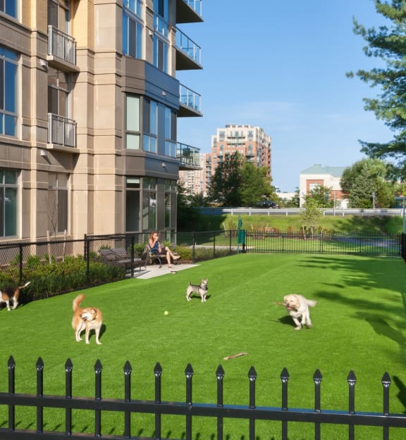 Bark Park at Harrison at Reston Town Center, Reston, VA, 20190