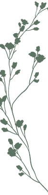 A green plant with small leaves is shown.