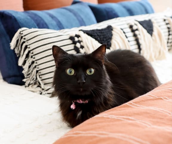 Black cat on couch at District on the Etowah Apartments, Canton Georgia