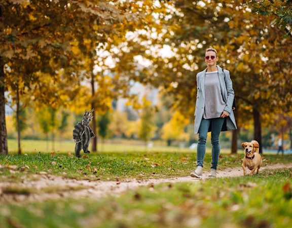 A woman walking a dog in a park with a zebra in the background.