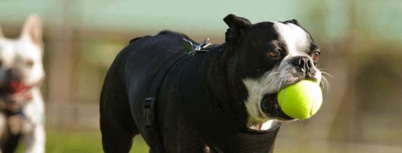 Lifestyle photo of a dog carrying a tennis ball