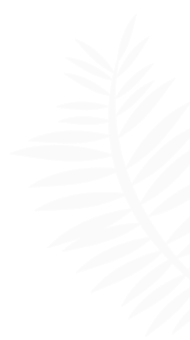 a white stencil of a fern leaf on a black background