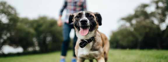 a dog standing on top of a lush green field at Canopy at Ginter Park Apartments, Richmond, VA, 23227