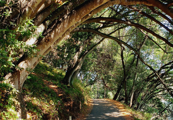 pathway through trees