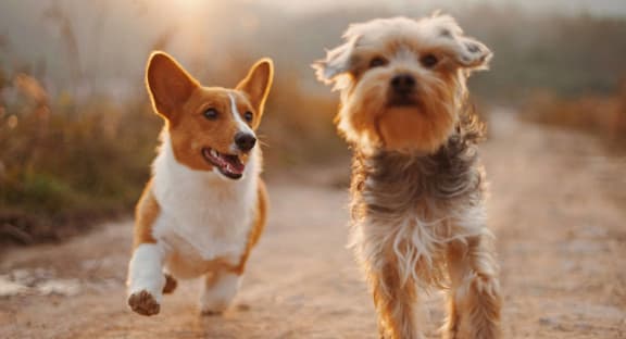 two dogs running on a dirt road