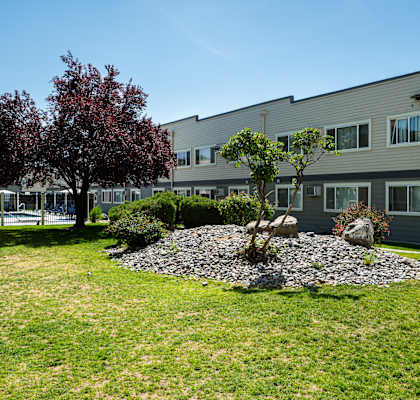 A tree with red leaves is in the middle of a grassy area in front of a building.