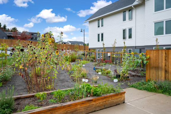 a garden with sunflowers in a yard next to a house