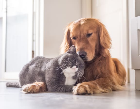 Dog and a cat at The Shelby, Chicago, 60616