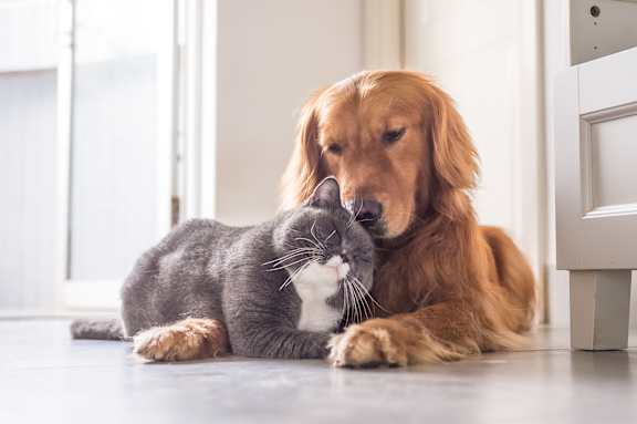 a cat and a dog laying on the floor at 73 East Lake, Chicago, Illinois