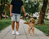A man walking his golden retriever on a leash in a park.