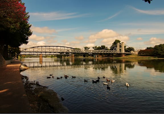 A group of ducks swim in a lake with a bridge in the background.