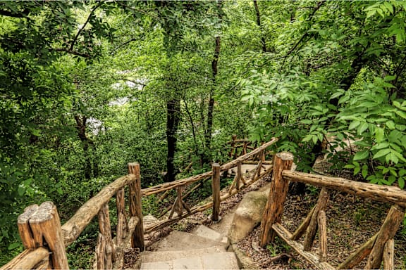 A wooden bridge in a lush green forest.