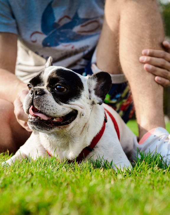 A man-sitting-with-french-bulldog on grass at Beacon at Ashley River Landing, Summerville