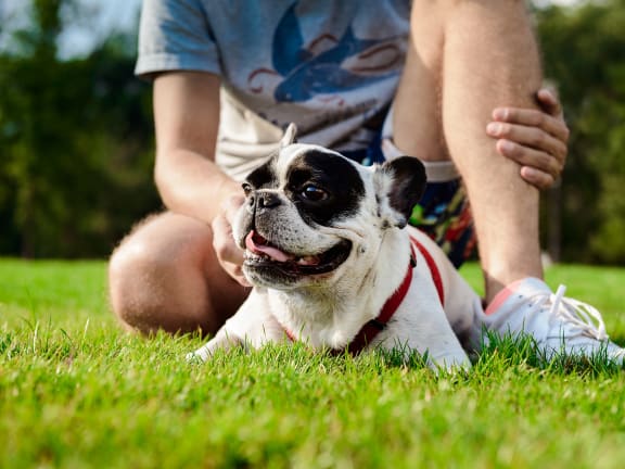 a bull dog having fun on a grass dog park