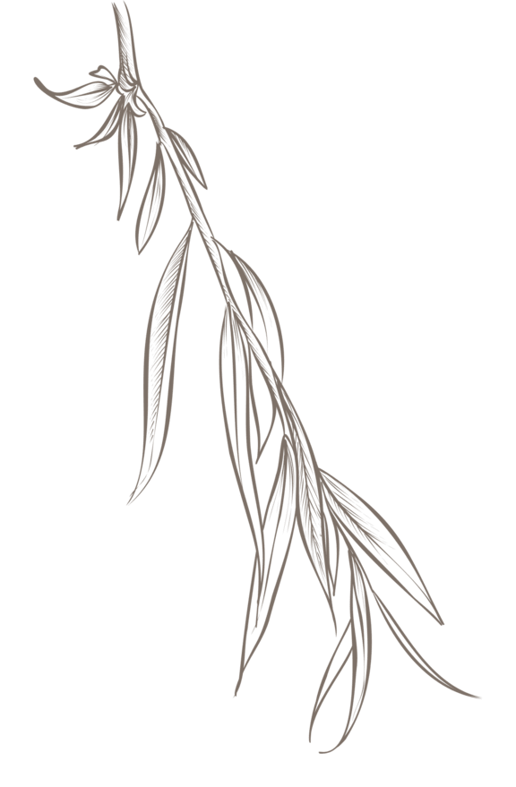 A branch with leaves is displayed in a monochrome image.
