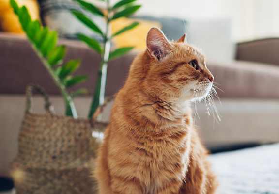 Cat in living room at THE EDGE Apartments, DAVIS, California