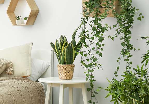 Stock image of furnished bedroom with plants at THE EDGE Apartments, DAVIS, California