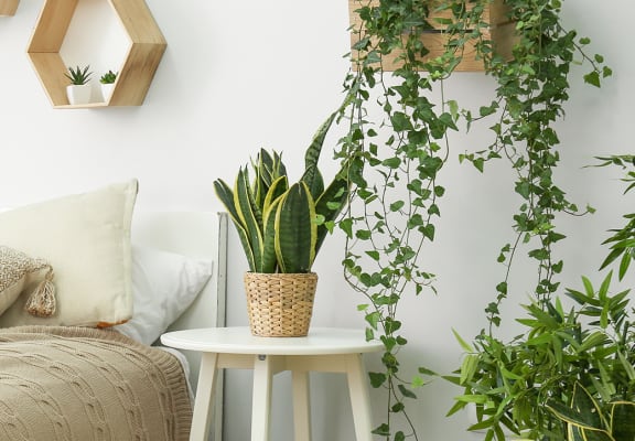 Stock image of furnished bedroom with plants