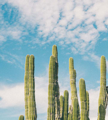 cactus against blue skies at The Sands Apartments in Mesa, AZ
