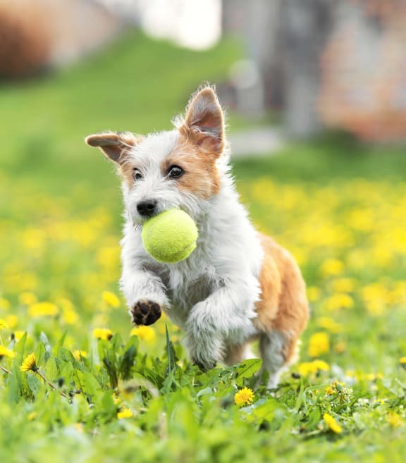 Small Dog Running Through Grass With Tennis Ball at Autumn Oaks Apartments, Roseville, California