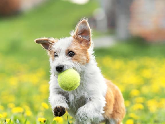 Small dog running through grass with a tennis ball