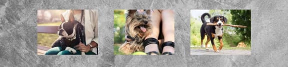 Pet Friendly Apartments in Dallas, TX