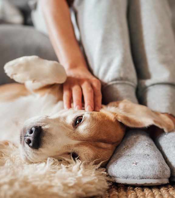 Dog Laying on Woman's Slippers