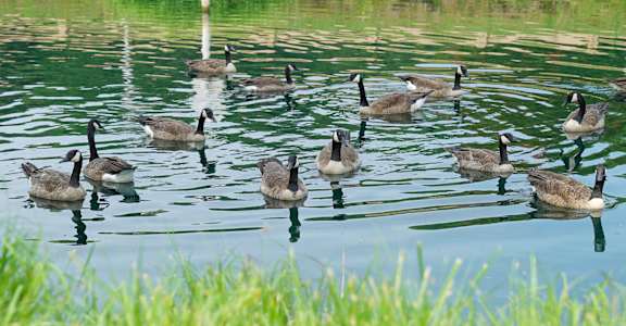 Canada Geese on a pond at Wythe Creek apartments in Poquoson VA